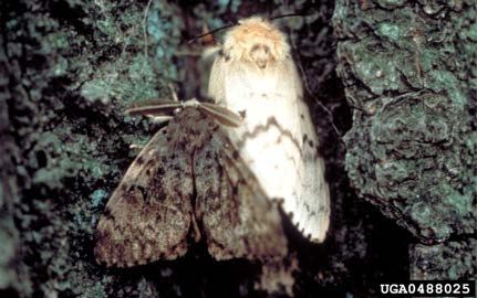 spongy moth