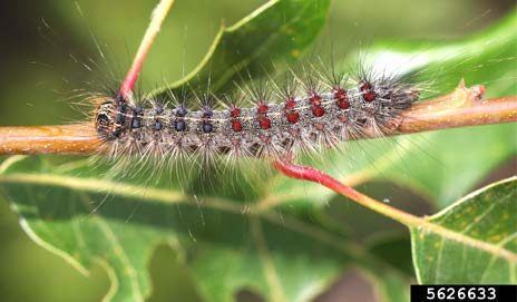spongy moth caterpillar